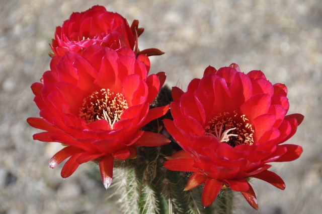 red-flowered cactus